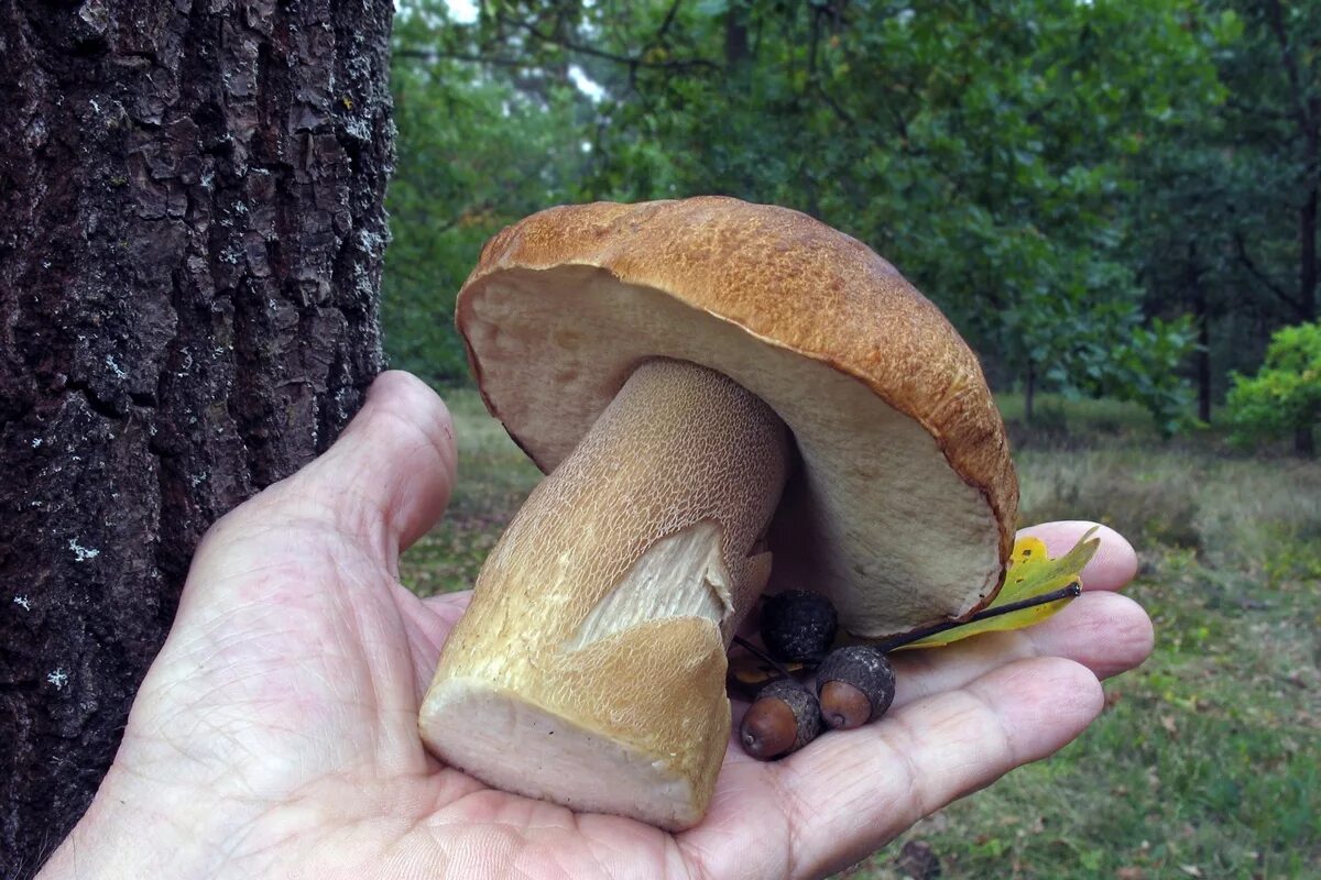 трутовик дубовая губка. трутовик летипорус. белый гриб дубовый боровик. древесный гриб трутовик. гриб дуб.