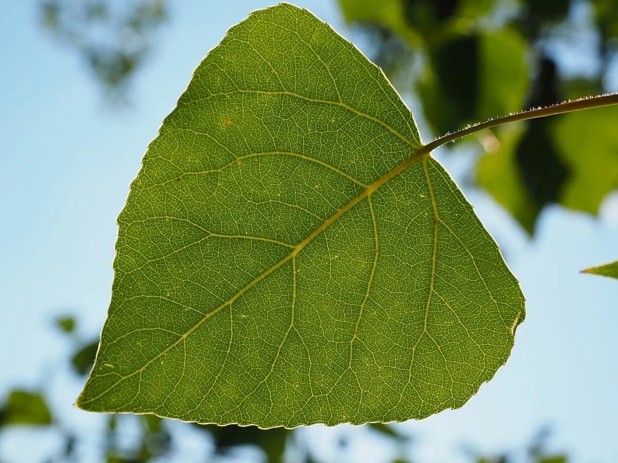 Спавший лист. Populus nigra лист. лист тополя лист тополя. тополь листья тополя. тополь дерево листья.
