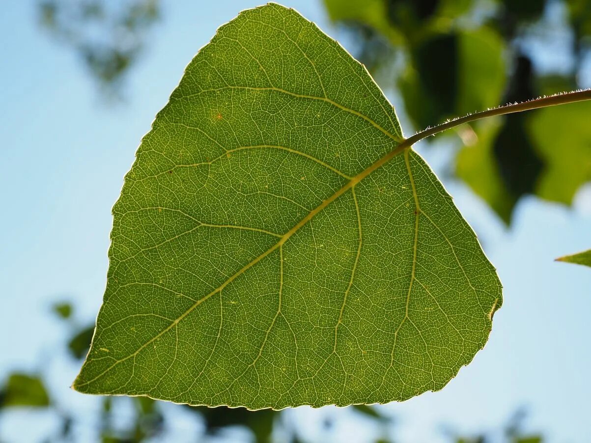 Сток лист. Populus nigra лист. Лист тополя лист тополя. Тополь дерево листья. Тополь листья тополя.