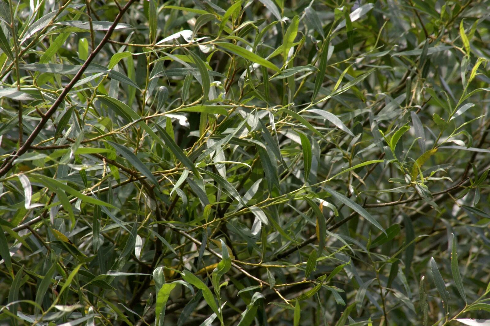 Ива белая серебристая salix alba. Ива белая chermesina. Ива белая argentea. Ива серебристая ø15 h95 см кутепово. Бела ивах.