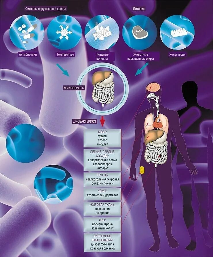 Проницаемость слизистой оболочки кишечника. Микробиом толстой кишки. Бактерии микробиота кишечника. Микробиом и пищеварение. Микробиом кишечника человека.