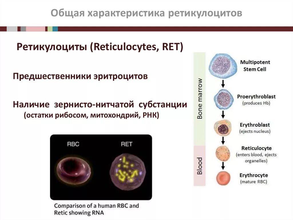 Определение ретикулоцитов. Характеристика ретикулоцитов. методы лабораторной оценки эритропоэза.. степени зрелости ретикулоцитов. предшественники –ретикулоциты,.
