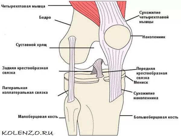 Мышечный сустав. Мышцы коленного сустава человека анатомия связки. Мышечный сустав. Строение колена сзади сухожилия. Мышечный сустав.