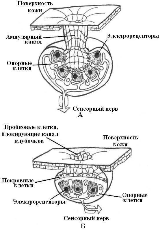 Строение электрического органа ската. Строение электрических органов рыб. Электрические органы рыб их строение и функции. Электрорецепция и электрорецепторы рыб.