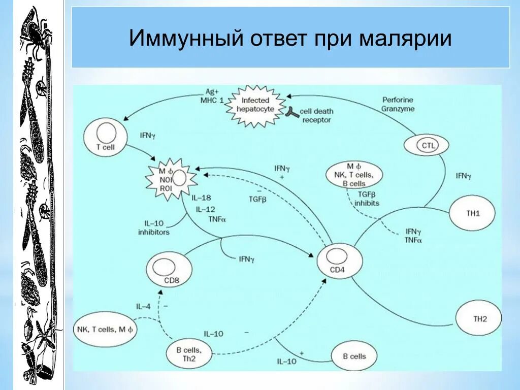 Малярия этиология нмо ответы. Иммунный ответ при малярии. Противомалярийный иммунитет. Малярия иммунитет. Иммунитет против малярии.