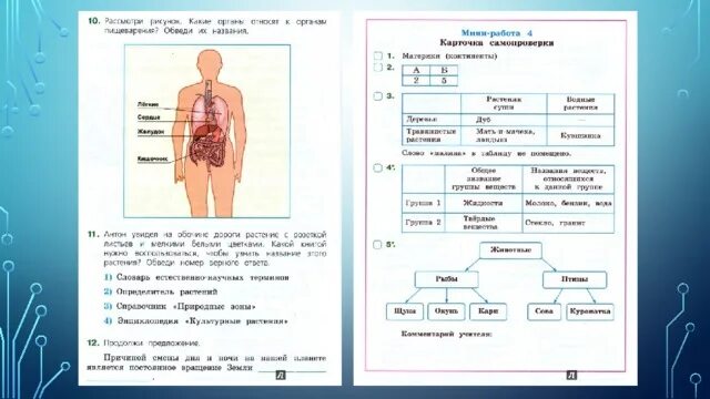 Тест строение человека 2 класс окружающий мир. Тело человека схема 4 класс ВПР. Строение тела человека ВПР. ВПР окружающий мир тело человека. Органы человека ВПР 4 класс.