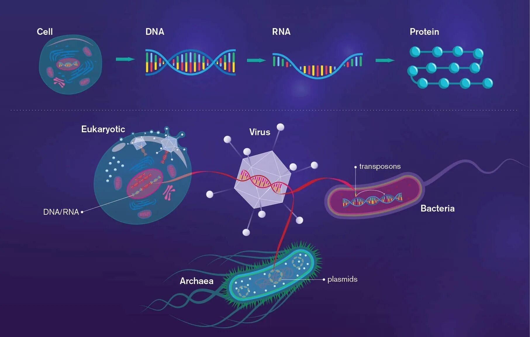 Cell virus. Клетка вируса. Размер вируса и бактерии сравнение. Размеры вирусов и бактерий. Клетки ДНК вирусы.