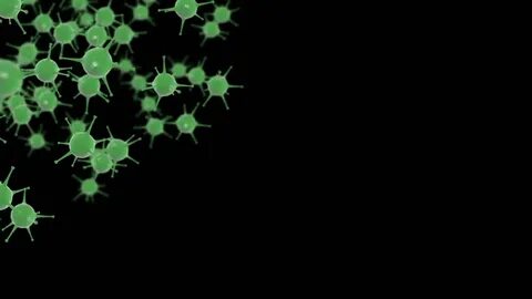 Black virus