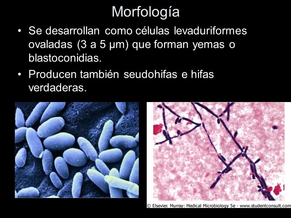 Грибы candida albicans. Кандида альбиканс микроскопия. Грибы кандида альбиканс морфология. Кандида альбиканс строение. Строение гриба Candida albicans.