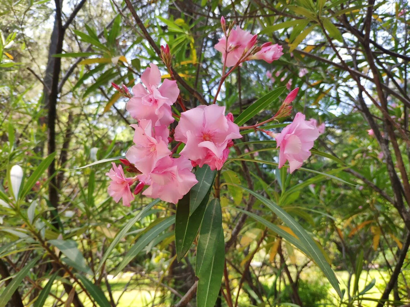 Pin on Oleander