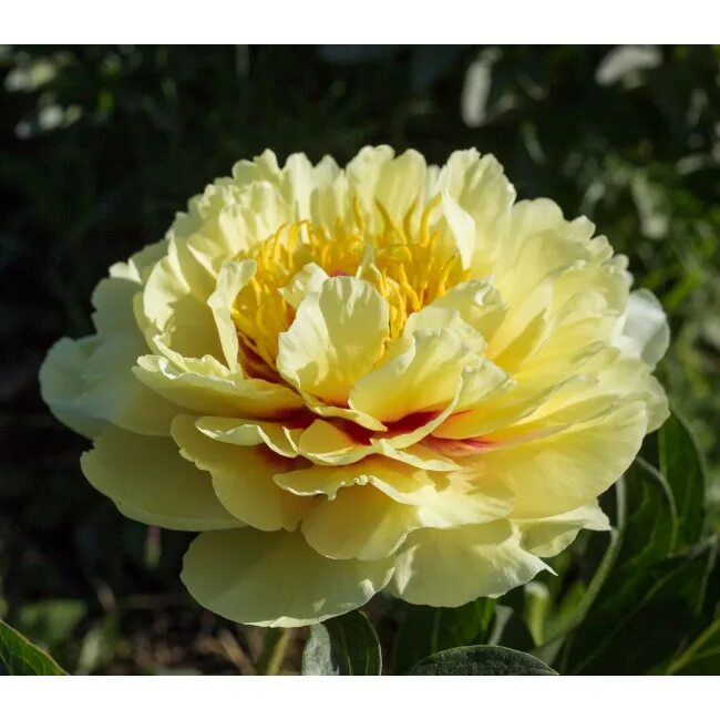 Пион itoh garden treasure. Пион гарден треже. Пионы гарден треже описание. Пион itoh garden treasure. Пион itoh garden treasure.