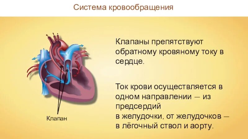 Какая кровь в левом желудочке сердца. Сердце орган кровообращения. Система кровообращения сердца. Строение сердца человека. Движение крови из предсердия в желудочек.