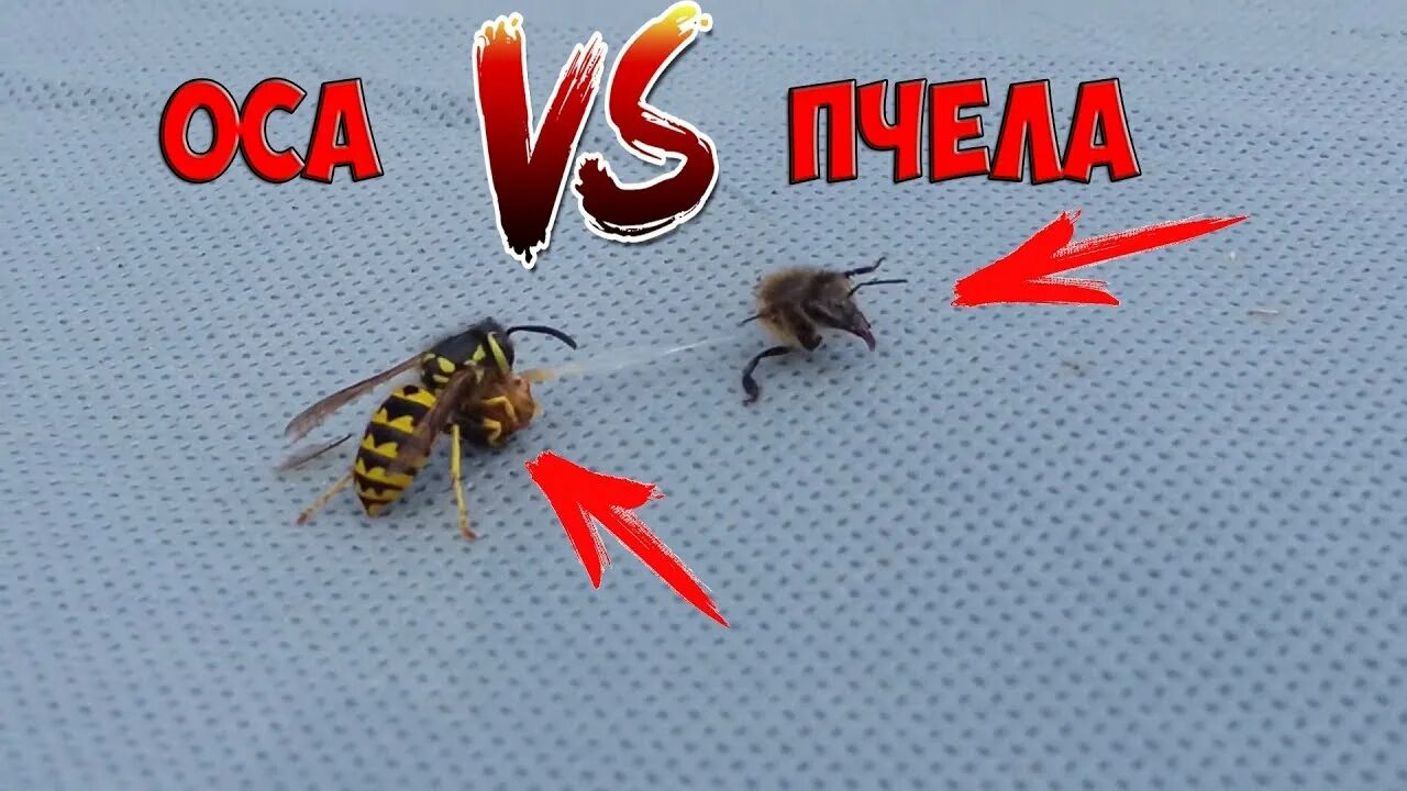 Сон осы и пчелы. Пчела vs оса. шершень vs оса. схватка осы и пчелы.