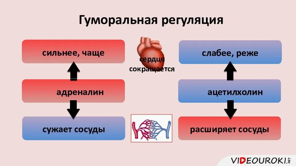 Гуморальная регуляция работы сердца человека. Гуморальная регуляция работы сердца. Регуляция работы сердца и кровеносных сосудов. Нервная и гуморальная регуляция работы кровеносной системы. Гуморальные влияния на работу сердца.