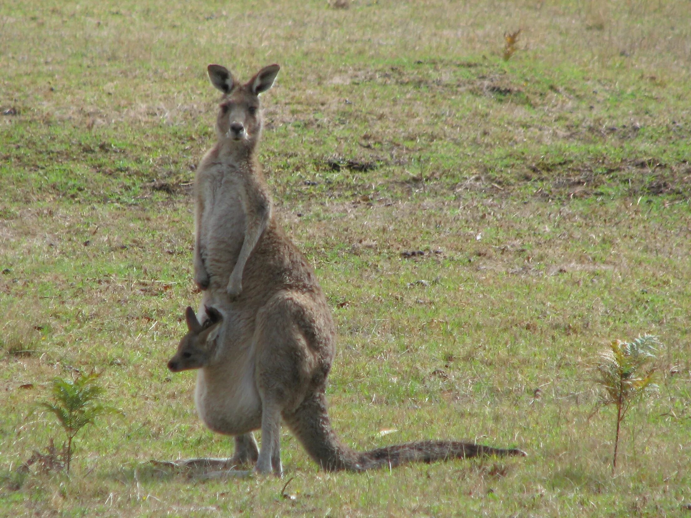 Бойцовский кенгуру. Кенгуру 2002. Джоуи кенгуру. Кенгуру гигачад. Кенгуру архив