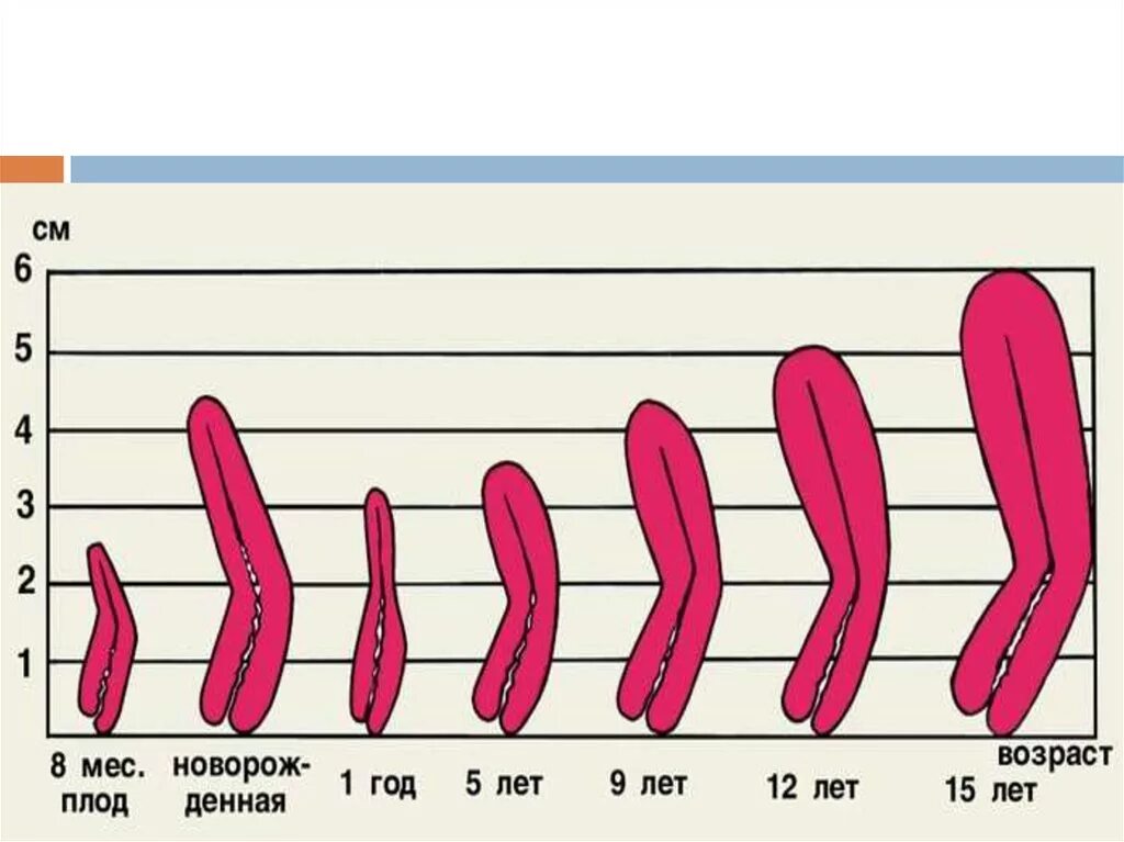 Размеры матки у девочек. Размер влагалища в разном возрасте. Размер матки у новорожденной девочки.