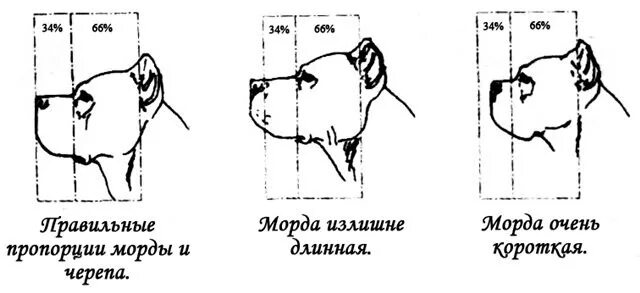 Виды купирования. Виды купирования