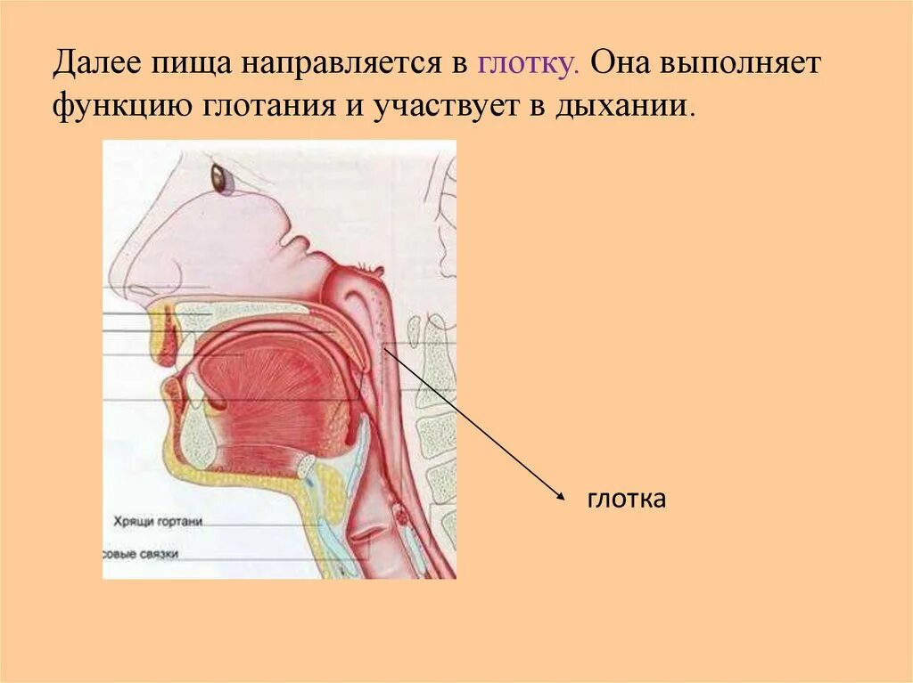Механизм глотания надгортанник. Строение горла надгортанник. Строение гортани надгортанник. Схема глотания. Гортань схема.