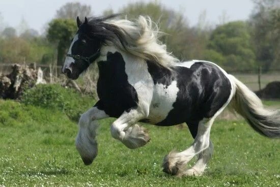 Pin by Sodré on horse/cavalos/jegue e burro Horses, Rare horses, Beautiful horse