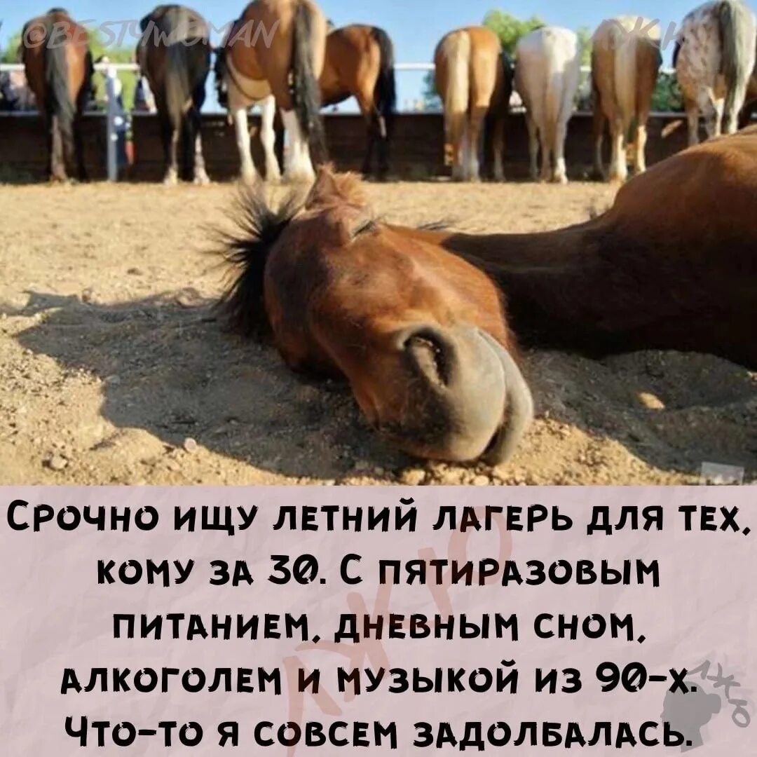 От работы дохнут лошади в плугу. От работы дохнут кони. от работы лошади дохнут. от работы кони дохнут прикол. лошадь валяется.