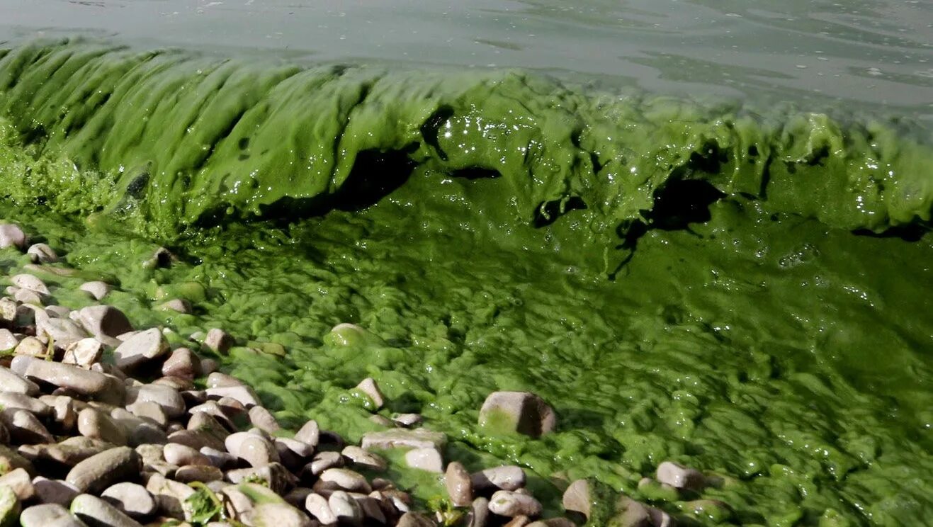 Какая водоросль вызывает цветение. Озерные водоросли. цветение водорослей. водоросли в озерах. цветущие водоросли в озере.