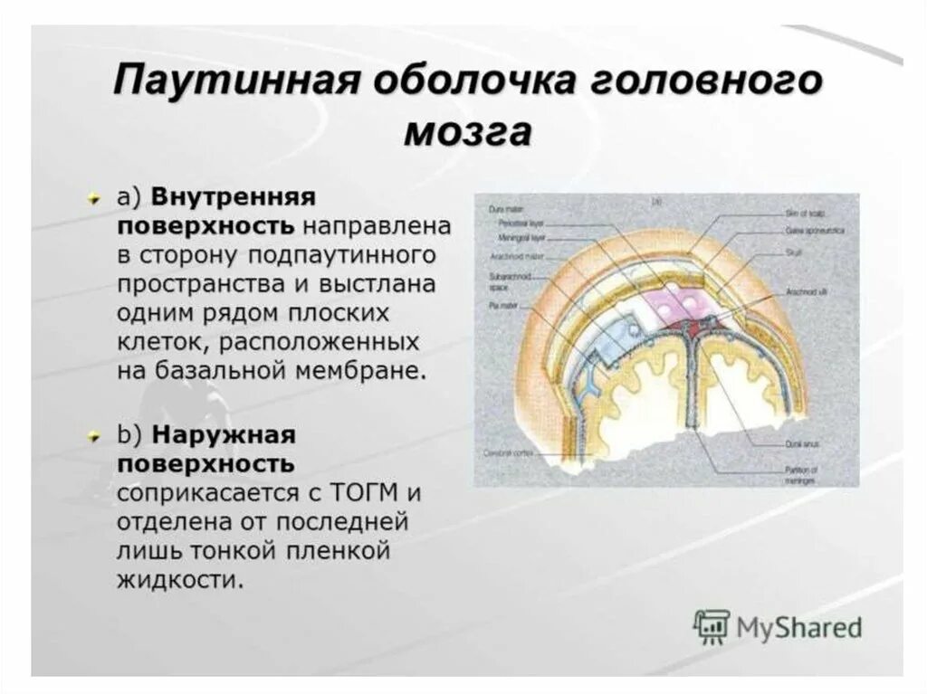 Оболочки защищающие мозг. Паутинная оболочка головного мозга. Мягкая и паутинная оболочки головного мозга. Оболочки головного мозга анатомия. Подпаутинное пространство оболочки головного мозга.