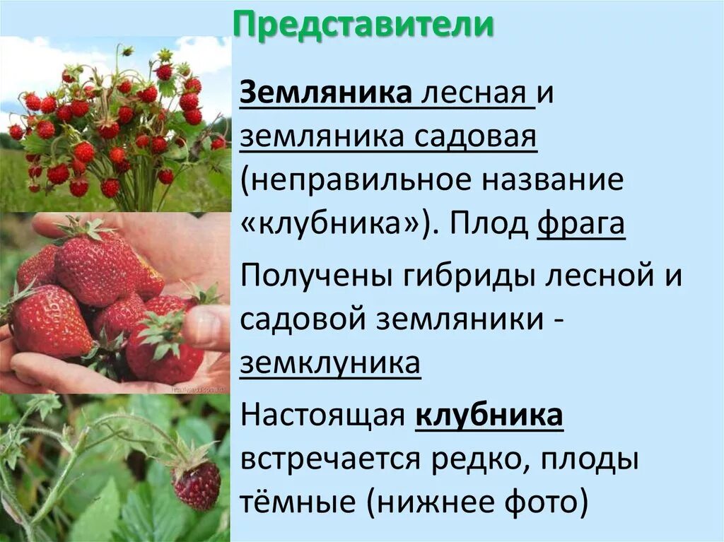 Материальное положение земляники. Земляника садовая плод. земляника название плода. земляника плод многоорешек. плод земляники в разрезе.