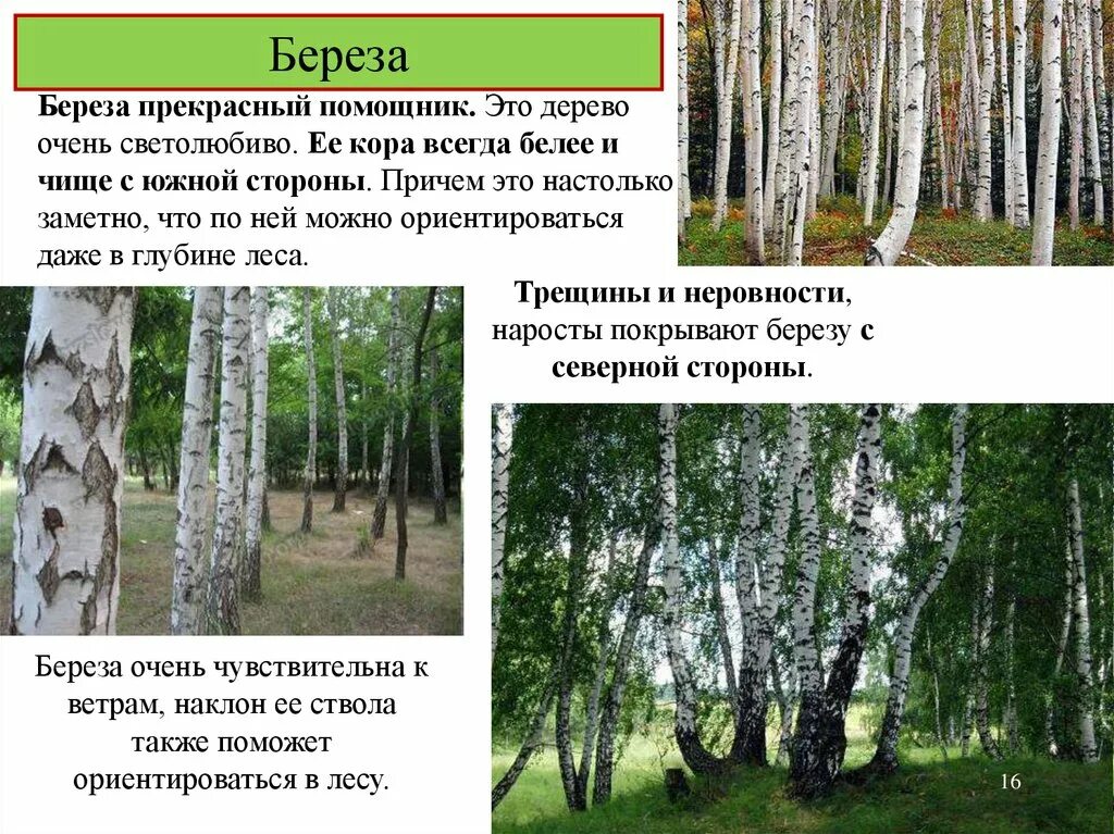 Березка перевод. Ориентирование по Березе. Ориентирование по коре березы. Береза на севере. Ориентирование на местности по Березе.