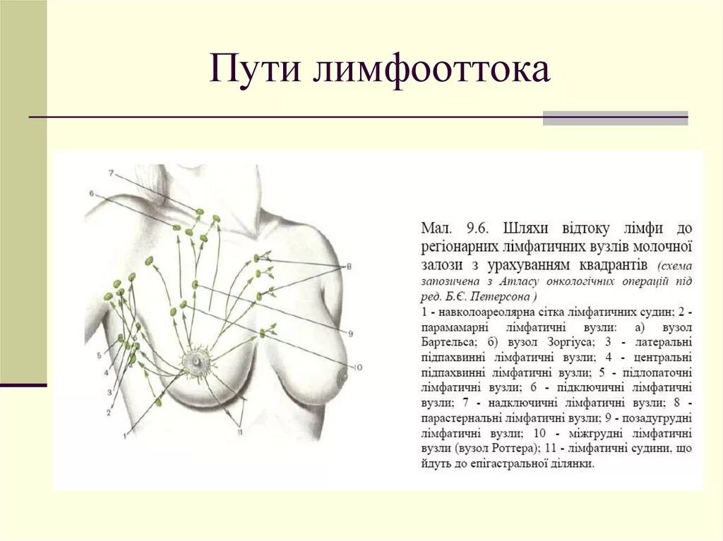 Какой лимфоузел при раке молочной железы. Молочная железа кровоснабжение лимфоотток. квадранты молочной железы лимфоотток. анатомия молочных желез кровоснабжение иннервация лимфоотток.