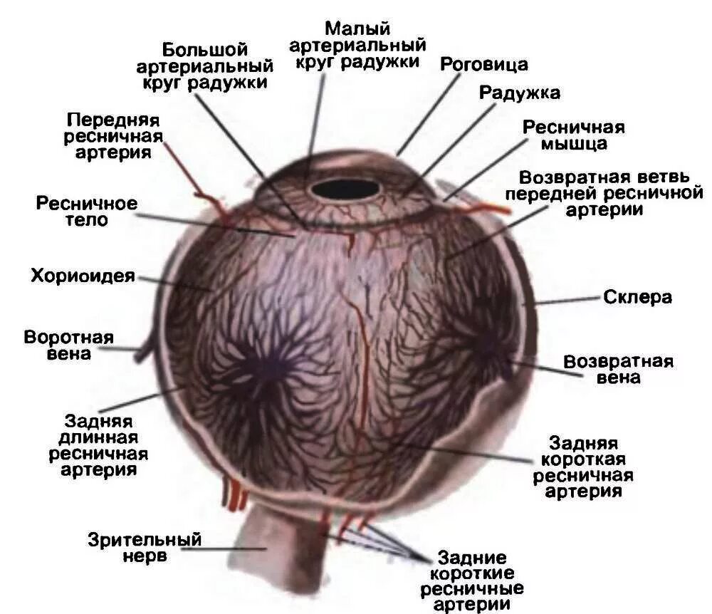 Кровоснабжение глазного яблока анатомия. Кровоснабжение глазного яблока схема. Сосудистая оболочка глаза хориоидея. Кровоснабжение глаза анатомия схема. Кровообращение зрения