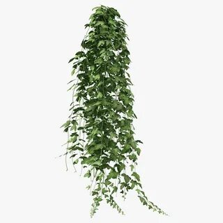 Plant shape