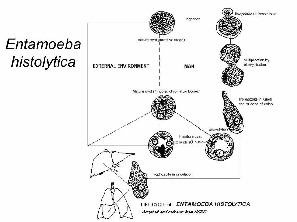 Стадии жизненного цикла цисты. Entamoeba histolytica жизненный цикл. Цикл дизентерийной амебы. Жизненный цикл дизентерийной амёбы. (Entamoeba histolytica).. Схема жизненного цикла Entamoeba histolytica.