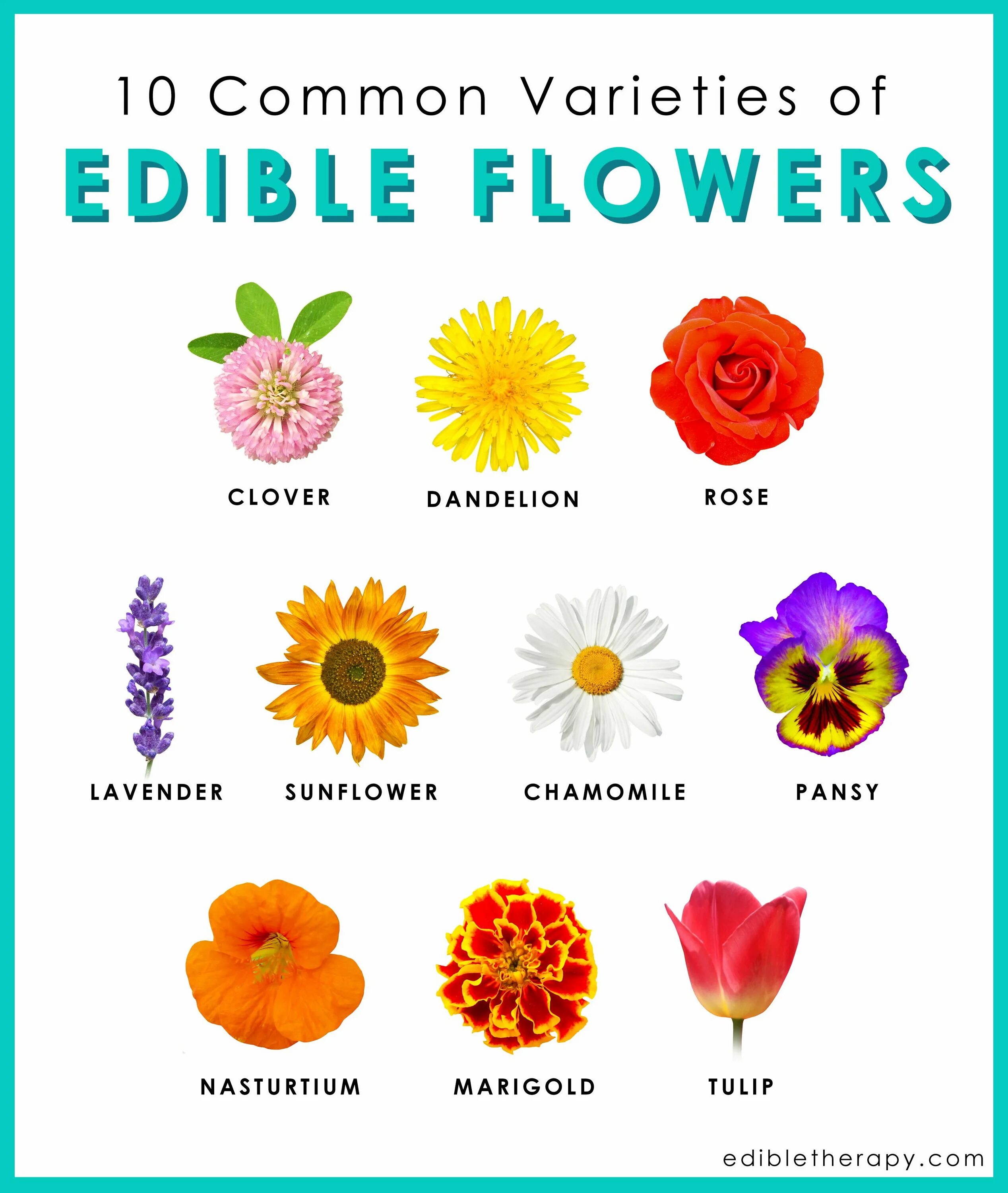 Цветы с названиями для детей. Названия цветов растений. Изображение цветов с названиями. Цветы названия на английском.