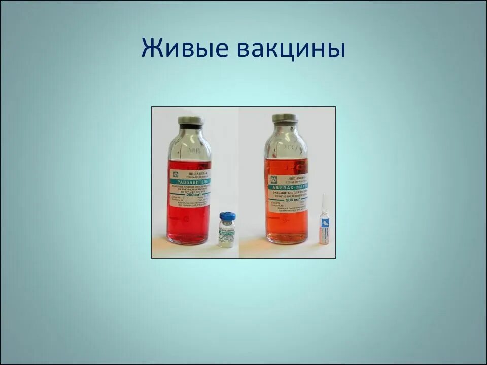 Живая вакцина иммунитет. Вакцины из живых возбудителей это. Прививки с живыми бактериями. Аттенуированные вакцины. Живые вакцины изображение.