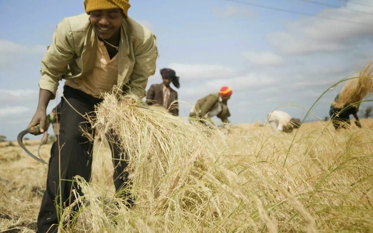 Эфиопия какая экономика. Теф Эфиопия. Эфиопия сельское хозяйство. Животноводство Эфиопии. Хозяйственная деятельность Эфиопии.
