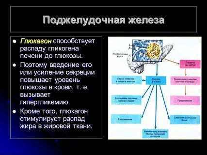 Глюкагон гормон поджелудочной