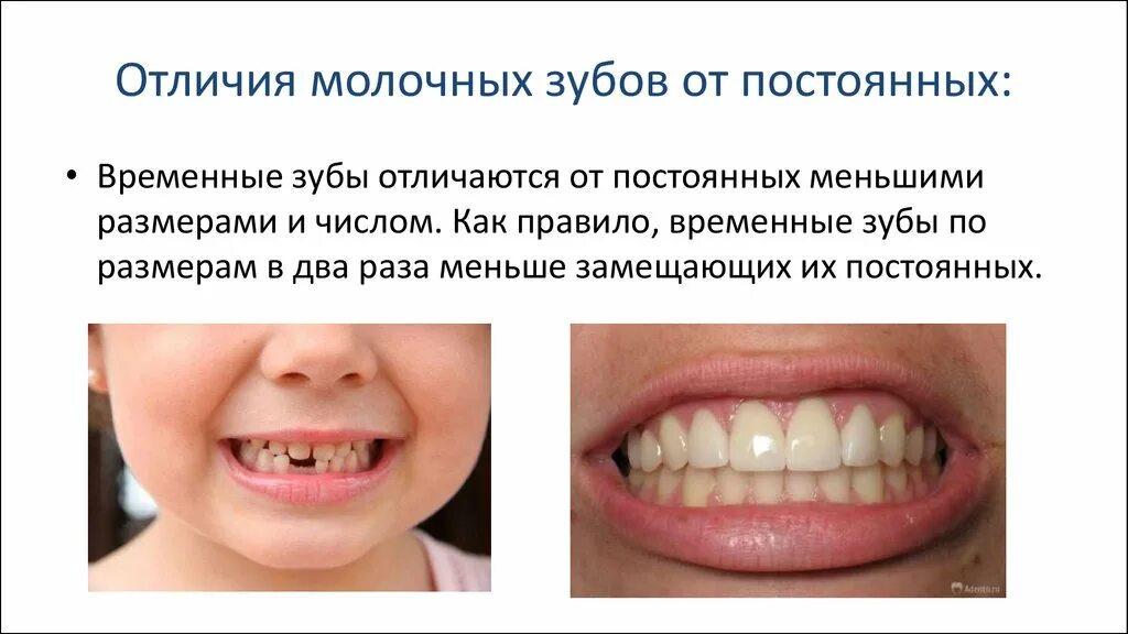 Отличия временных и постоянных зубов. Различия молочных и постоянных зубов. Молочные и постоянные зубы.