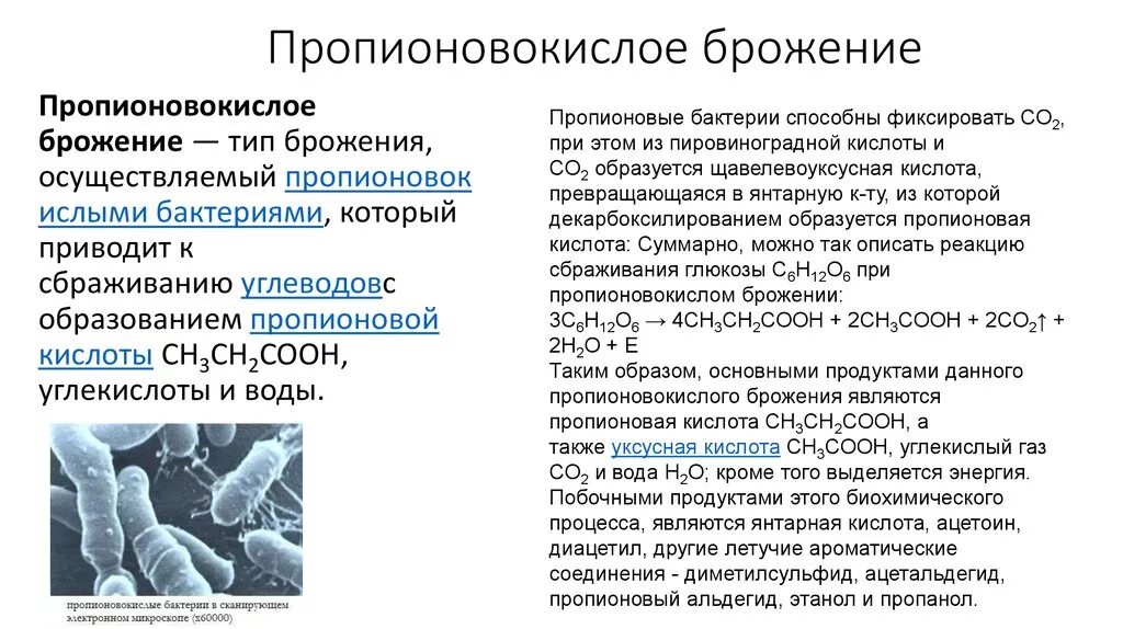 Пропионовая кислота продукт реакции. Пропионовокислое брожение микробиология. Пропионовокислое брожение химическая реакция. Пропионовокислое брожение ферменты. Пропионовокислое брожение возбудители.