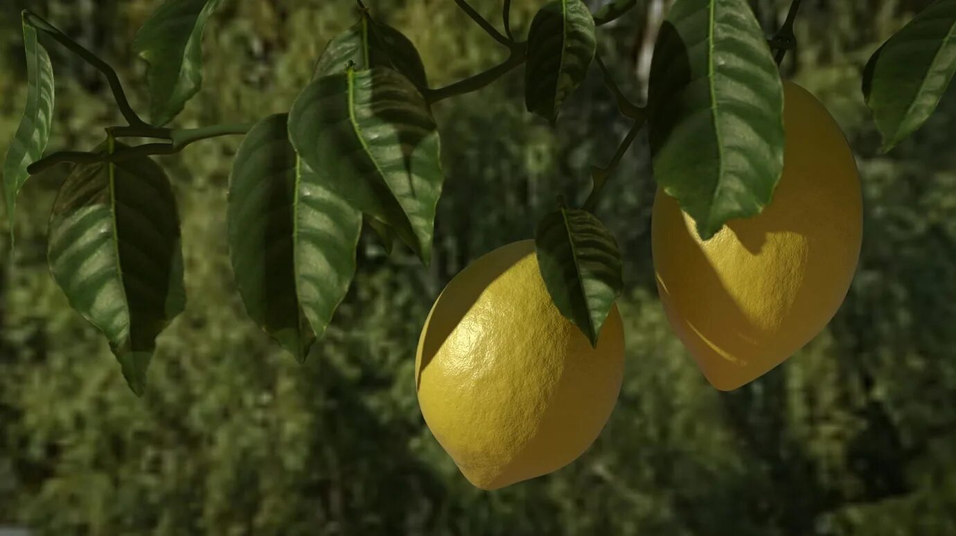 Лимон растет в россии. Лимон Сиракузано. Лимон дерево. Лимон дерево в природе. Лимон растет.