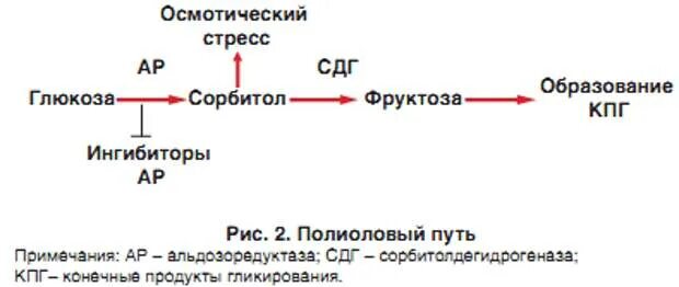 Полиоловый путь окисления Глюкозы. Сорбитоловый путь превращения Глюкозы. Сорбитоловый путь утилизации Глюкозы. Полиольный путь распада Глюкозы. Обмен фруктозы