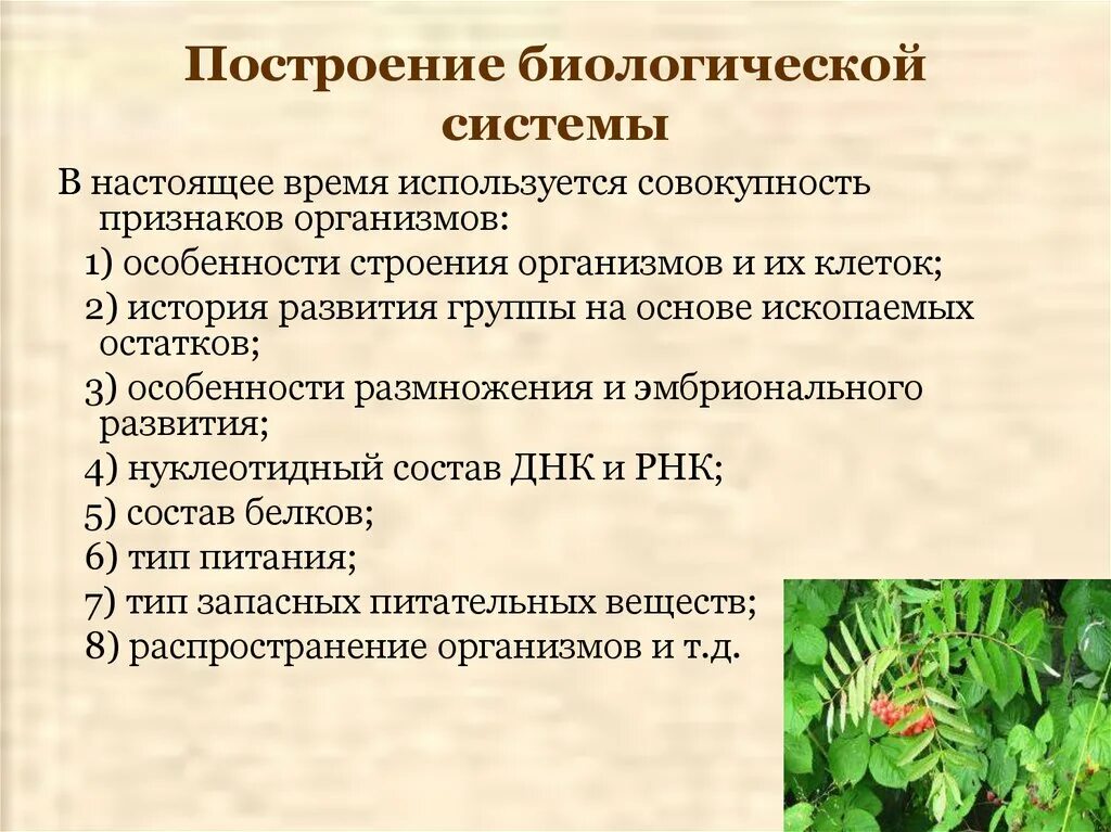 Свойство пространства на уровне биологической организации. Принципы биологических систем. принципы организации биосистем. биологические системы и их признаки. биологическая система это в биологии.