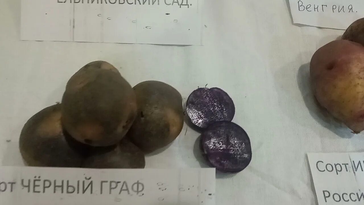 Ластрада сорт картофеля. Сорта картофеля черный принц. картофель ла страда. картофель черный принц описание сорта фото отзывы. картофель ла страда фото.
