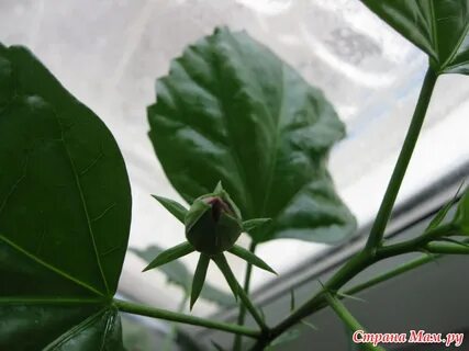 Почему гибискус сбрасывает бутоны