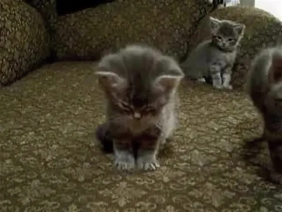 Поставь видео как маленький. Поставь видео как маленький. Кот мяукает. Маленький кот дремот. Поставь видео как маленький.