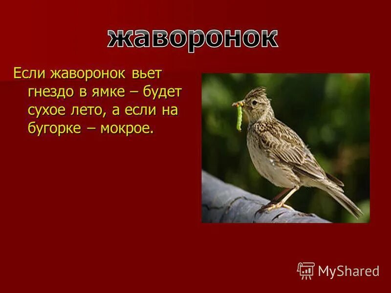 веселый жаворонок. маска жаворонка. жаворонки в небе. жаворонок чайковский. жаворонок где вьет гнездо.