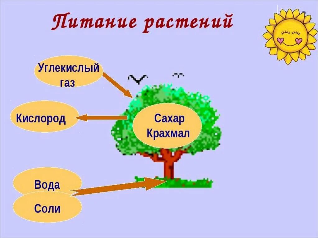 Процесс питания и дыхания растений. Питание растений. Схема питания растений. Процесс питания растений. Питание растений 3 класс.