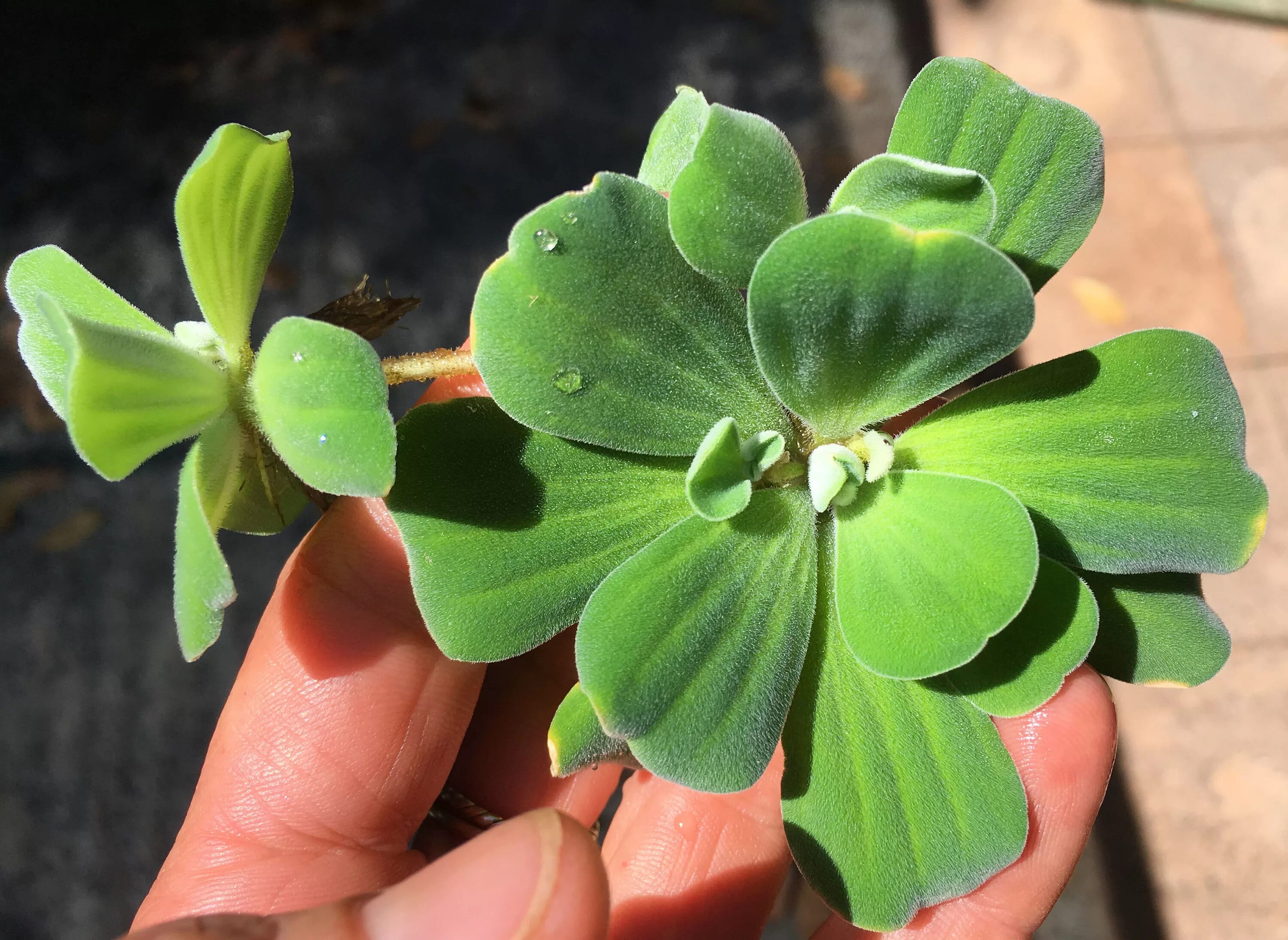 13 растения. Шалфей лекарственный (salvia). 13 растения. Пахизандра. Пахизандра вариегата.