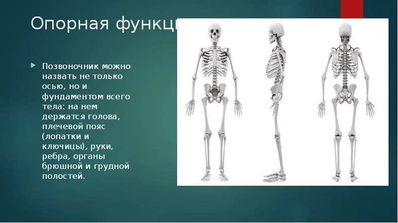 Скелет туловища. Функции скелета туловища. Опорная функция. Скелет презентация 8 класс.