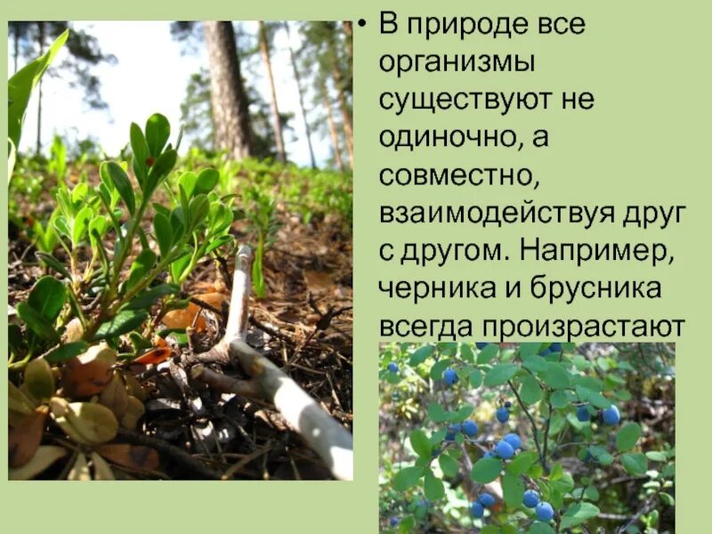 Растительное сообщество сообщение по биологии. Растительные сообщества. Растительные сообщества презентация. Растительные сообщества 6 класс биология. Понятие о природе сообществе.