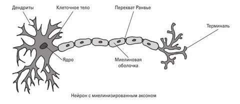Для клеток какой ткани характерны дендриты